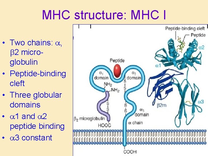 MHC structure: MHC I • Two chains: a, b 2 microglobulin • Peptide-binding cleft