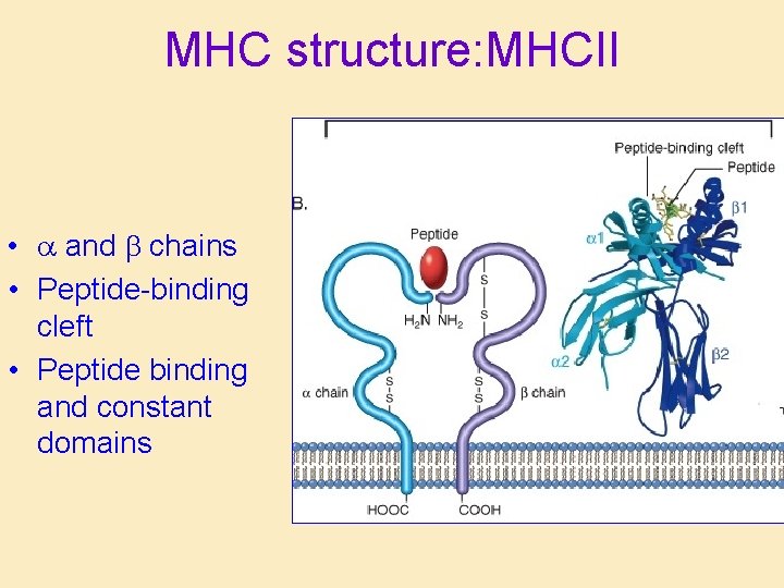 MHC structure: MHCII • a and b chains • Peptide-binding cleft • Peptide binding