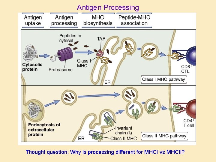 Antigen Processing Thought question: Why is processing different for MHCI vs MHCII? 