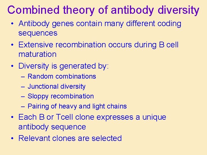 Combined theory of antibody diversity • Antibody genes contain many different coding sequences •