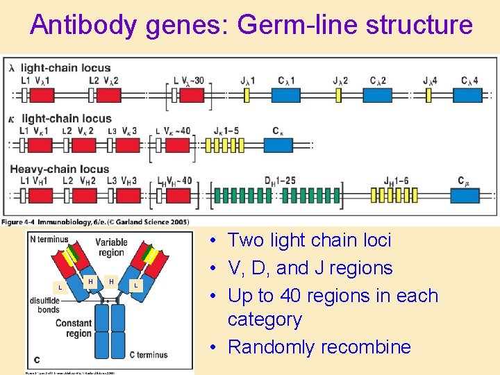 Antibody genes: Germ-line structure L H H L • Two light chain loci •