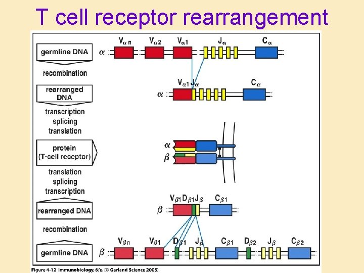 T cell receptor rearrangement 