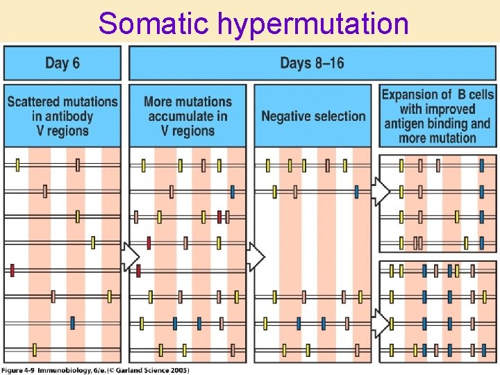 Somatic hypermutation 