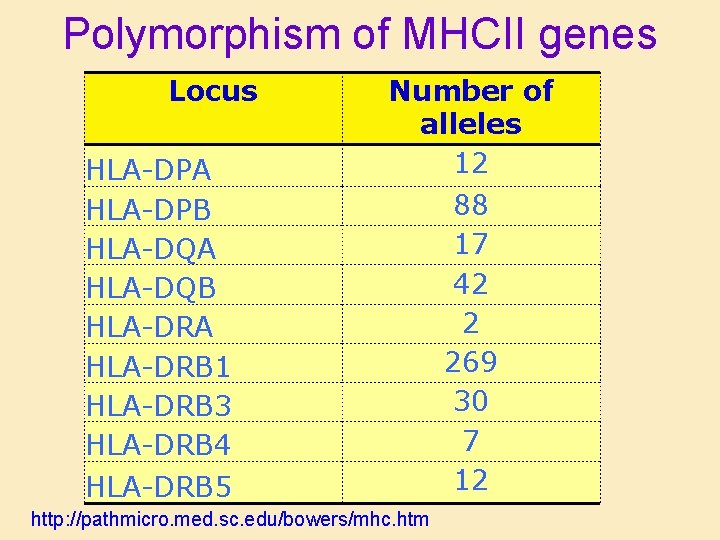 Polymorphism of MHCII genes Locus HLA-DPA HLA-DPB HLA-DQA HLA-DQB HLA-DRA HLA-DRB 1 HLA-DRB 3