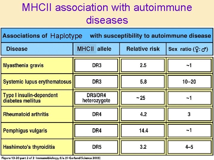 MHCII association with autoimmune diseases Haplotype MHCII 