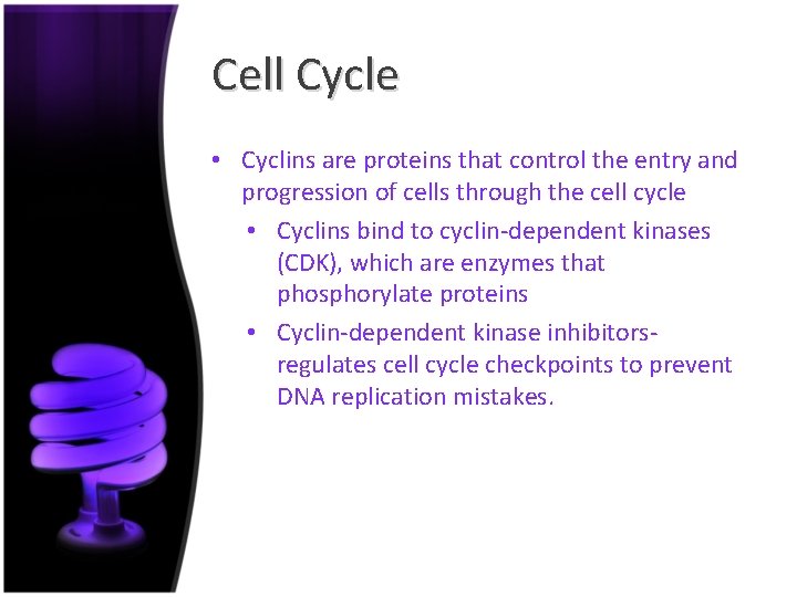 Cell Cycle • Cyclins are proteins that control the entry and progression of cells