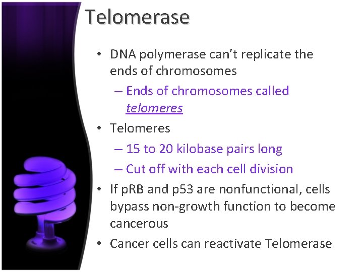 Telomerase • DNA polymerase can’t replicate the ends of chromosomes – Ends of chromosomes