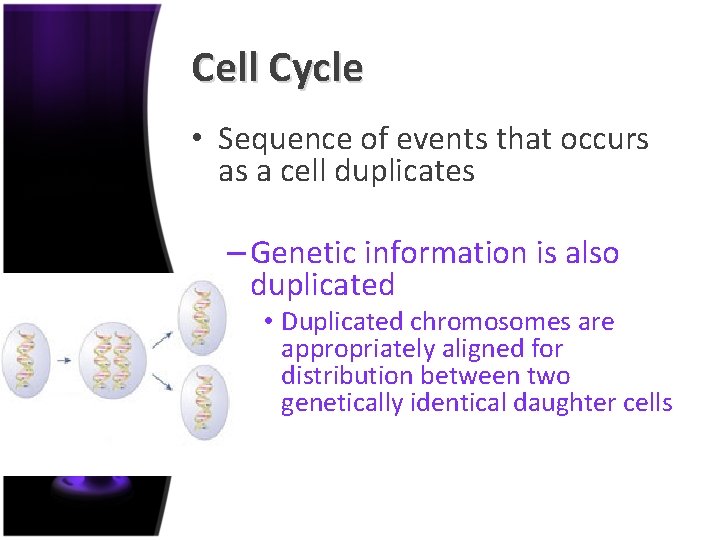 Cell Cycle • Cell proliferation – – Process of cell division Inherent adaptive mechanism