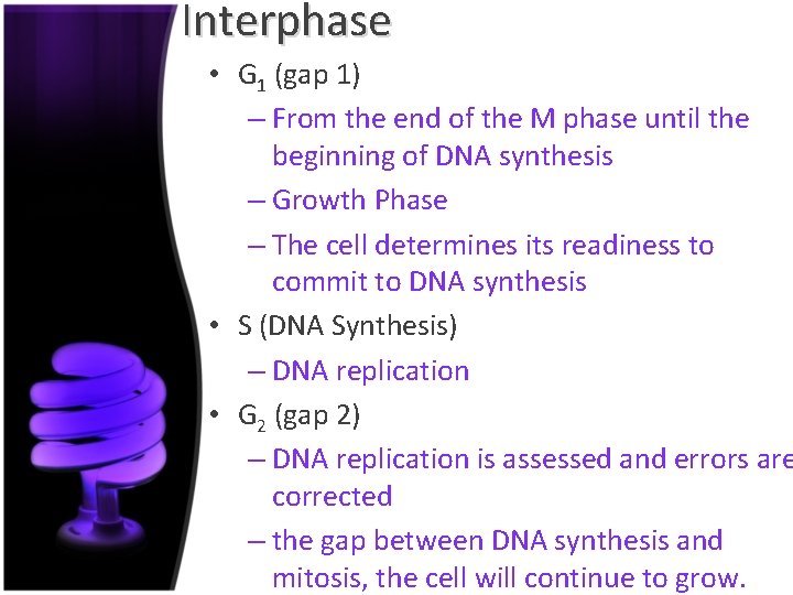 Interphase • G 1 (gap 1) – From the end of the M phase