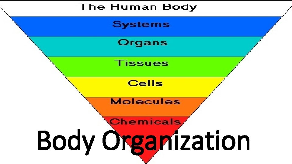 Body Organization 