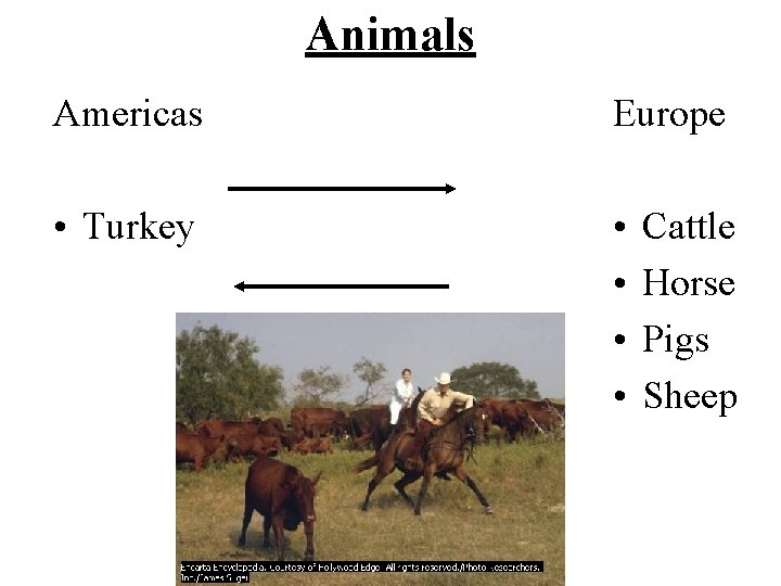 Animals Americas Europe • Turkey • • Cattle Horse Pigs Sheep 