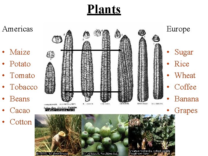 Plants Americas Europe • • • • Maize Potato Tomato Tobacco Beans Cacao Cotton