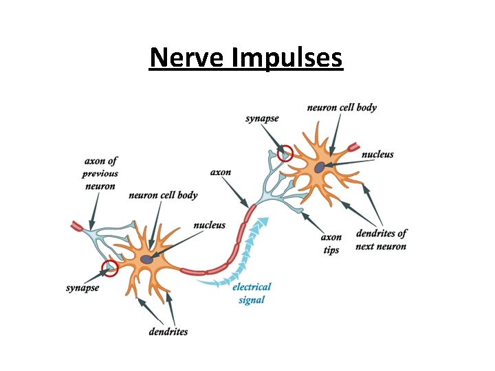 Nerve Impulses 