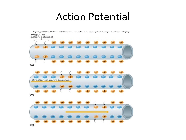 Action Potential 