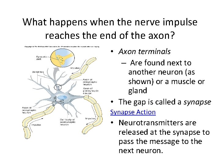 What happens when the nerve impulse reaches the end of the axon? • Axon