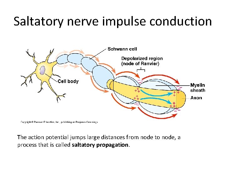 Saltatory nerve impulse conduction The action potential jumps large distances from node to node,