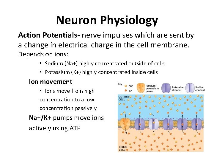 Neuron Physiology Action Potentials- nerve impulses which are sent by a change in electrical