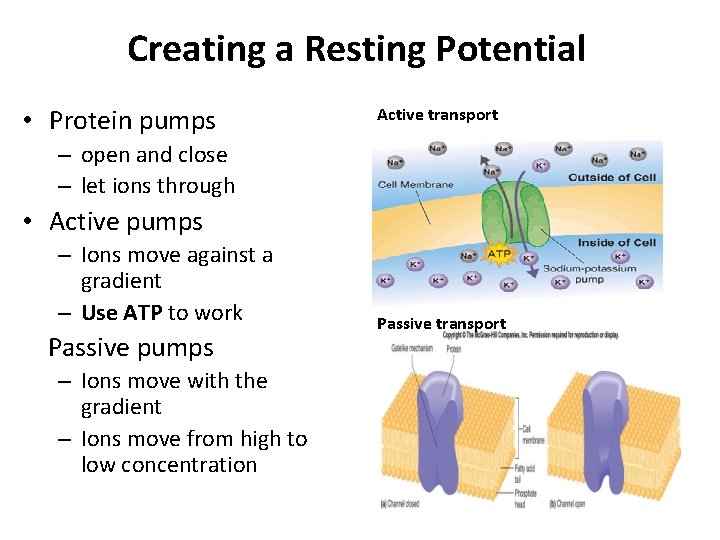 Creating a Resting Potential • Protein pumps Active transport – open and close –