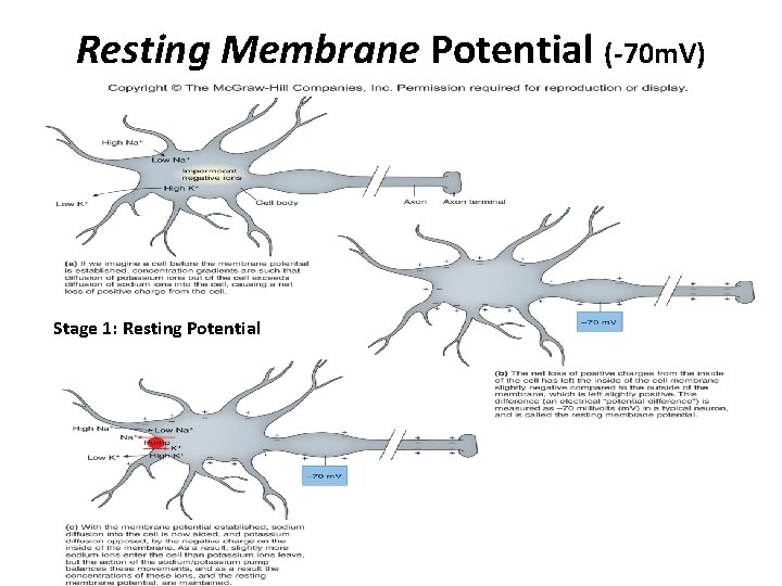 Resting Membrane Potential (-70 m. V) Stage 1: Resting Potential 