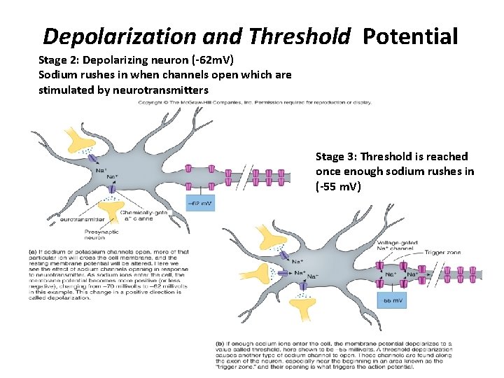 Depolarization and Threshold Potential Stage 2: Depolarizing neuron (-62 m. V) Sodium rushes in