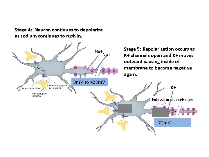 Stage 4: Neuron continues to depolarize as sodium continues to rush in. Na+ 0