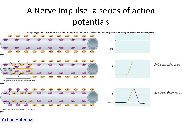 A Nerve Impulse- a series of action potentials Action Potential 