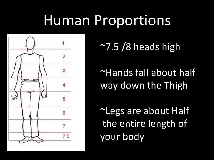 Human Proportions ~7. 5 /8 heads high ~Hands fall about half way down the