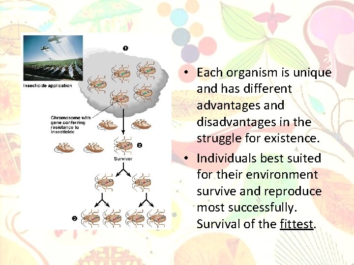  • Each organism is unique and has different advantages and disadvantages in the