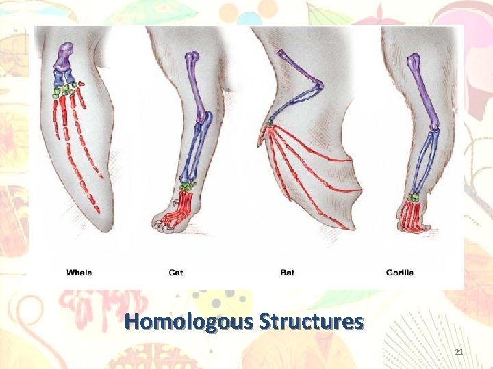 Homologous Structures 21 