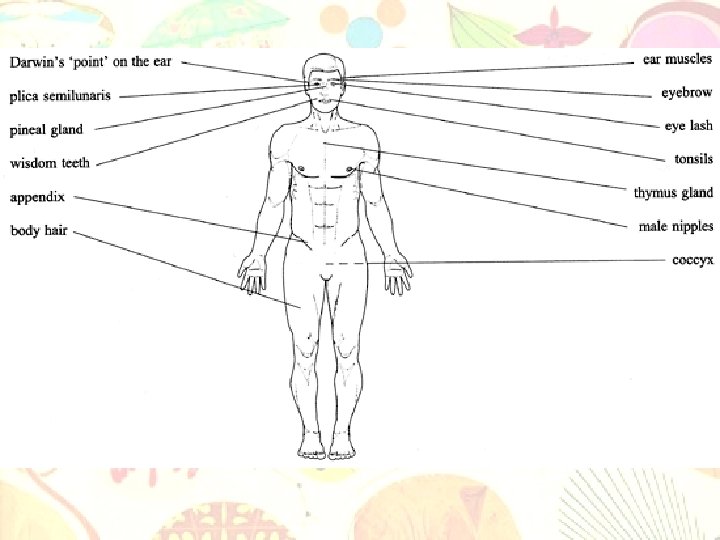 Vestigial structures- indicate changes in an organism’s behavior or environment – • Structures that