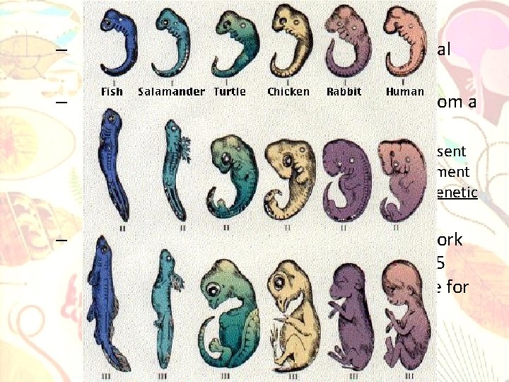 Embryonic similarities- shows developmental similarities among organisms Genetic comparisons- indicates evolution from a common