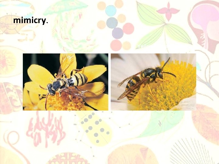 mimicry. Syrphid fly Yellow jacket wasp 