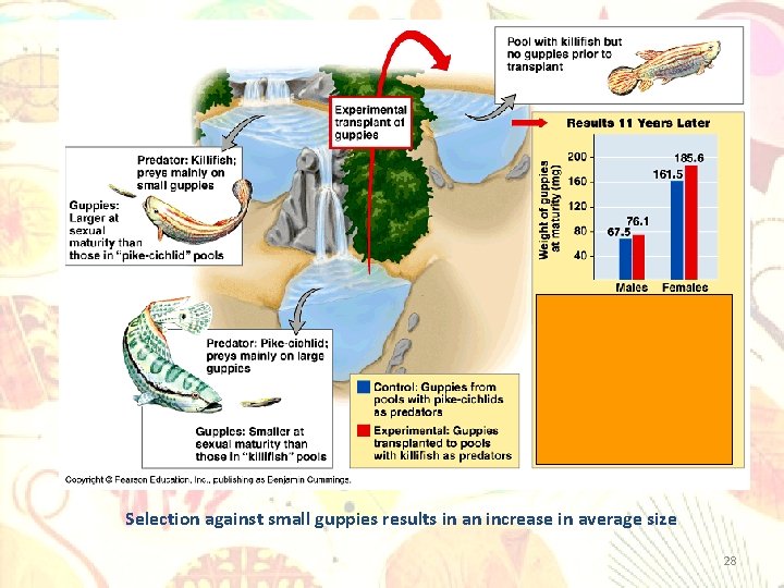 Evidence for Evolution – Evolution Observed Selection against small guppies results in an increase
