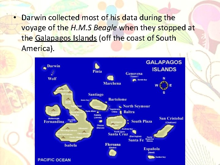  • Darwin collected most of his data during the voyage of the H.