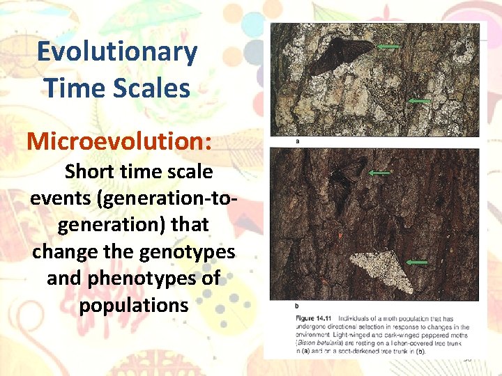 Evolutionary Time Scales Microevolution: Short time scale events (generation-togeneration) that change the genotypes and