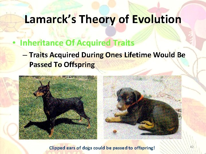 Lamarck’s Theory of Evolution • Inheritance Of Acquired Traits – Traits Acquired During Ones