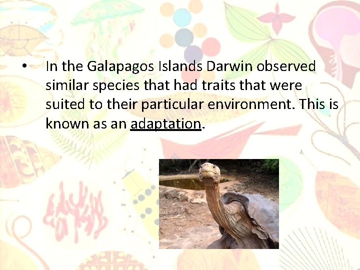  • In the Galapagos Islands Darwin observed similar species that had traits that