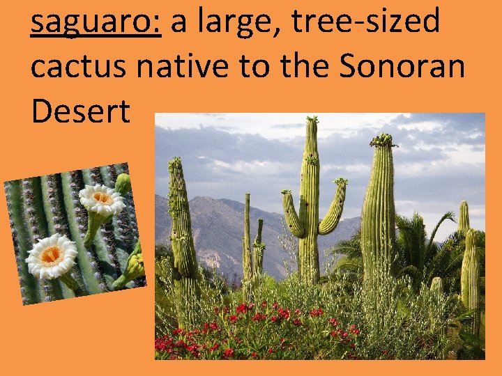 saguaro: a large, tree-sized cactus native to the Sonoran Desert 