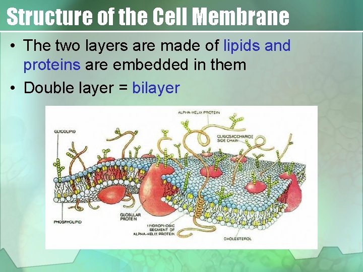 Structure of the Cell Membrane • The two layers are made of lipids and