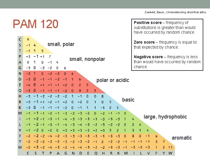 Zvelebil, Baum, Understanding bioinformatics. PAM 120 Positive score – frequency of substitutions is greater