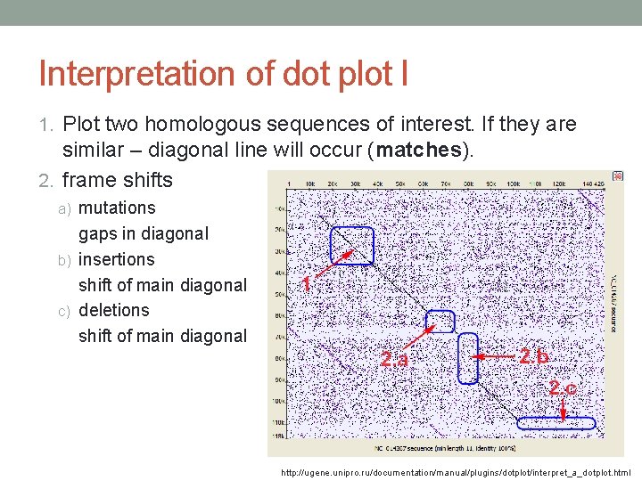 Interpretation of dot plot I 1. Plot two homologous sequences of interest. If they