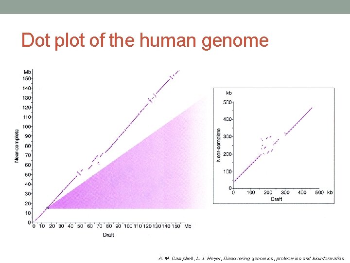 Dot plot of the human genome A. M. Campbell, L. J. Heyer, Discovering genomics,