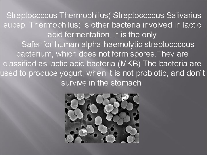 Streptococcus Thermophilus( Streptococcus Salivarius subsp. Thermophilus) is other bacteria involved in lactic acid fermentation.