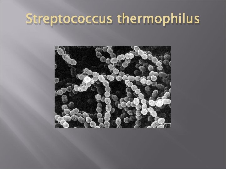 Streptococcus thermophilus 