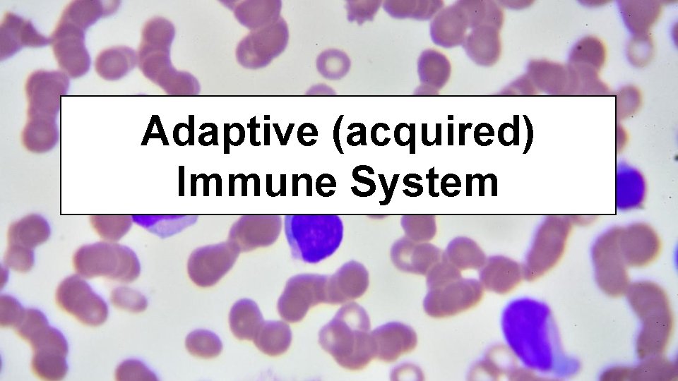 Adaptive (acquired) Immune System 