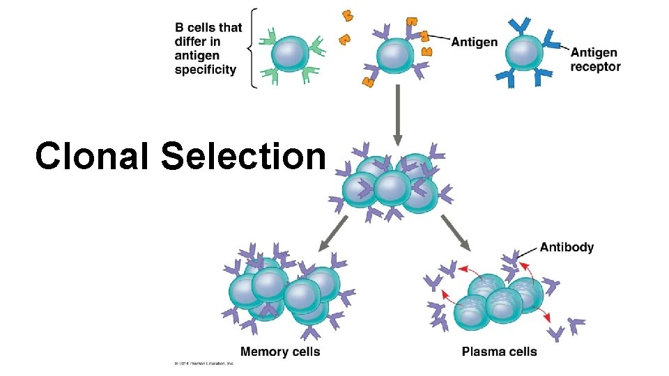 Clonal Selection 