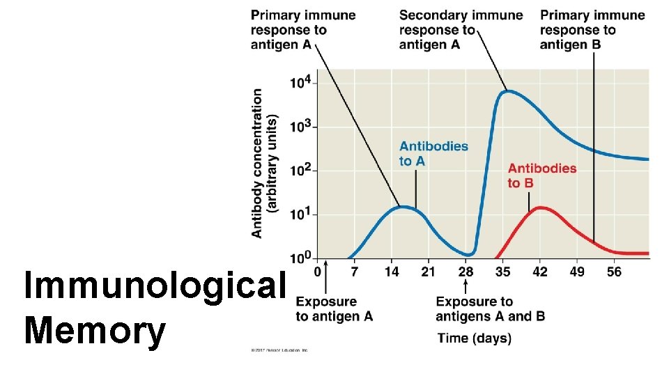 Immunological Memory 