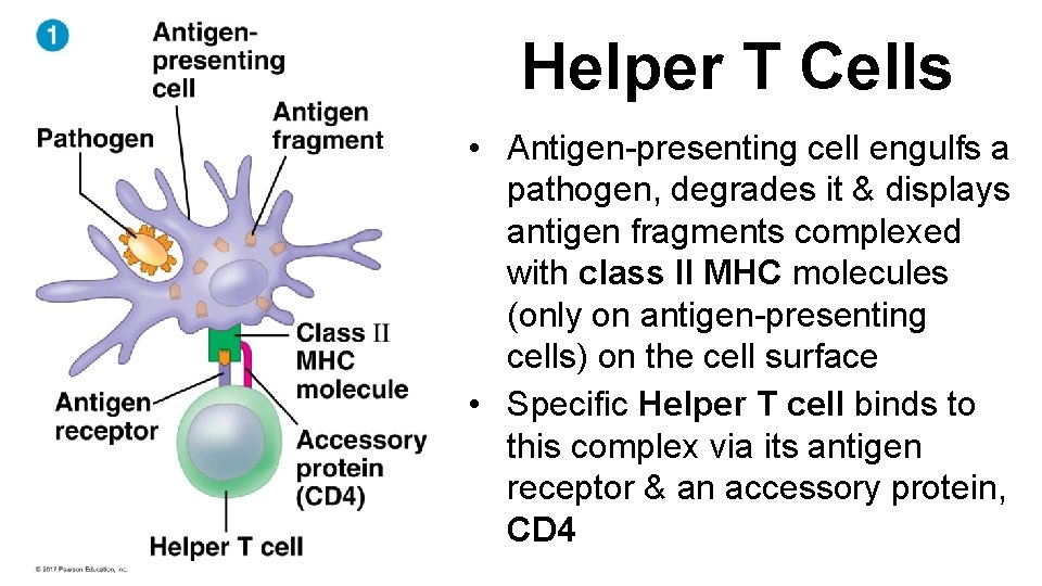 Helper T Cells • Antigen-presenting cell engulfs a pathogen, degrades it & displays antigen