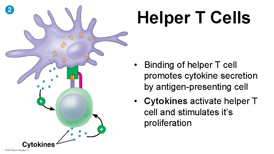 Helper T Cells • Binding of helper T cell promotes cytokine secretion by antigen-presenting