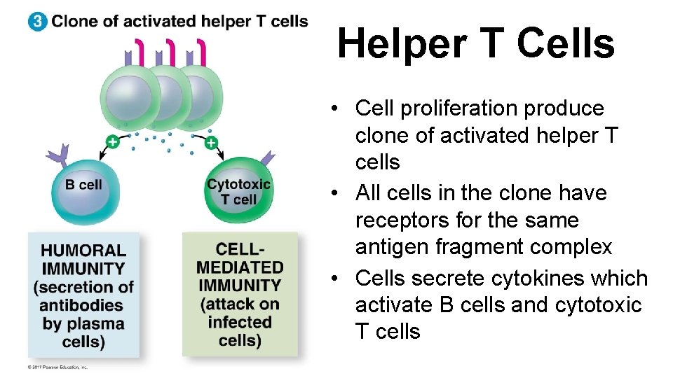 Helper T Cells • Cell proliferation produce clone of activated helper T cells •